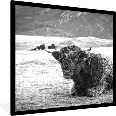 Produktbild von MuchoWow® Gerahmtes Poster Schottischer Highlander - Berg - Tiere 40x40 cm - Poster mit Schwarzem Bilderrahmen Wandposter Rahmen Foto Bilder - Mit Rahmen - Wanddekoration Schlafzimmer