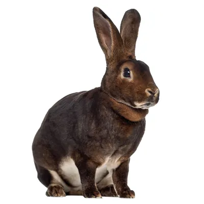 Produktbild von Fensterbild Ostern Osterhase I beidseitig I selbsthaftend wiederverwendbar I Bauernhof I dv1408