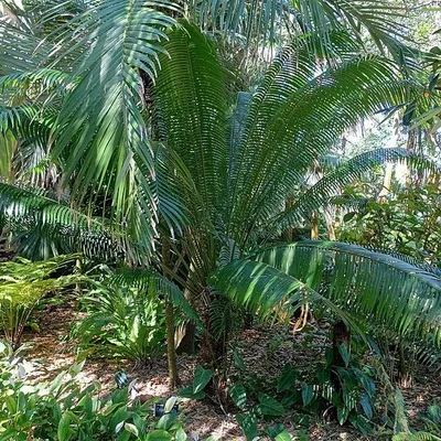 Obrázek produktu pro Palmovník (Cycas edentata)  – 1 vyklíčený semeno