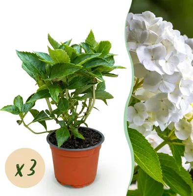 Produktbild von Hydrangea macrophylla White - Hortensie - Winterhart - Weiß - 3 Pflanzen - 20-30cm - Ø12cm - Gartenpflanze