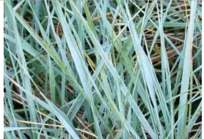 Immagine prodotto di 6 x Agropyron magellanicus ( eleymus magell.) - Erba blu di Magellano vaso 9 x 9 cm