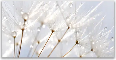 Produktbild von Acrylglasbilder 120x60 Wandbild Druck Pusteblume Pflanzen