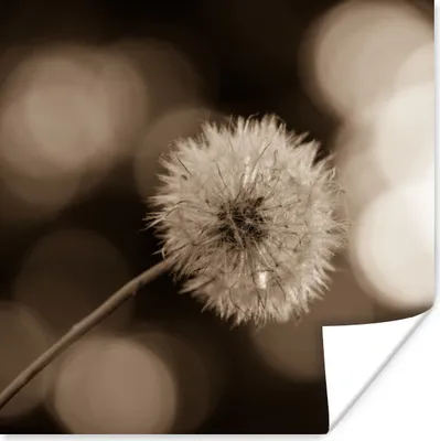 Produktbild von MuchoWow® Poster Sepia-Fotodruck Löwenzahn 50x50 cm - Wohnzimmerdekoration