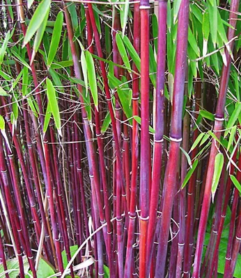 Produktbild von BALDUR Garten 2er Gräser-Kollektion winterhart, Pflanzen im Topf, Set aus je 1 Pflanze roter Bambus Chinese Wonder Fargesia jiuzhaigou No.1 und Ziergras Indian Summer Chinaschilf, mehrjährig