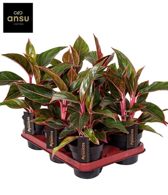 Produktbild von BALDUR Garten 1x Aglaonema 'Jungle Red®', Pflanze im 12 cm-Topf, auffällig panaschierte Blätter, echter Blickfang in Wohnung & Büro, lebendige Farben, für halbschattige Plätze, pflegeleicht