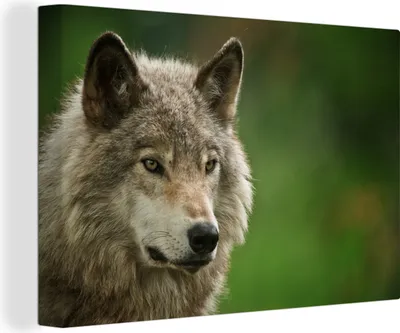 Produktbild von OneMillionCanvasses® - Leinwandbilder - 150x100 cm, Wolf - Grau - Fell, Wandbilder Kunstdruck Wanddekoration