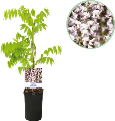 Produktbild von Blauregen - Wisteria floribunda Rosea - Blüte rosa - 1 Pflanze - 30-40cm - Ø10cm - Gartenpflanze