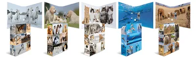 Produktbild von HERMA Motivordner Animals A4, 10 Stück; 7163
