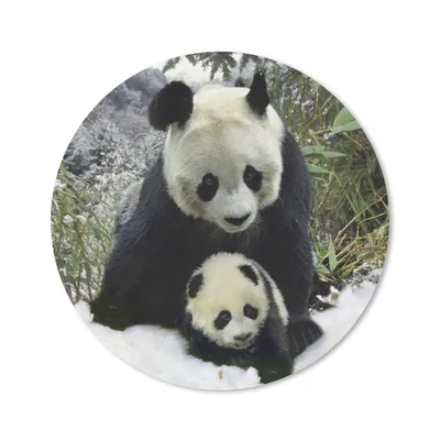 Produktbild von MuchoWow® Mauspad Mousepad Panda - Jungtier - Schnee 50x50 cm - Mousepads - Maus Mat - Pad - Mausunterlage - Vinyl