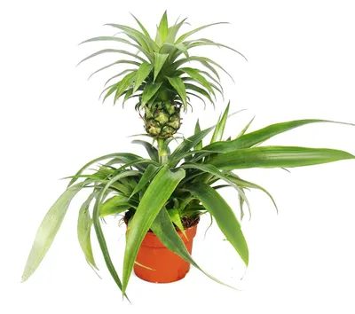 Produktbild von Champaca-Pflanze mit Ananas-Muster – eine dekorative Zimmerpflanze