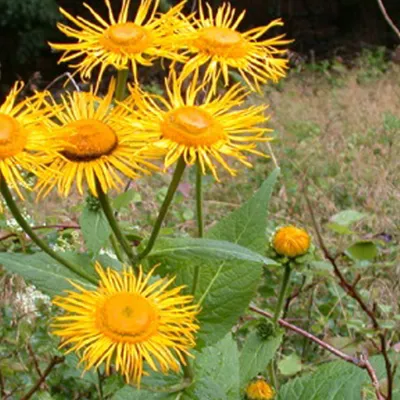 Obrázok produktu pre 6 x Veľkokvetý nepravý elekampán - Telekia speciosa | kvetináč 9cm x 9cm