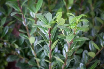 Produktbild von Ilex crenata 'Robustico', Japanische Stechpalme, immergrün, 50–60 cm