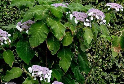 Produktbild von Hydrangea aspera 'Sargentiana' - Hortensien  25- 30 cm Container