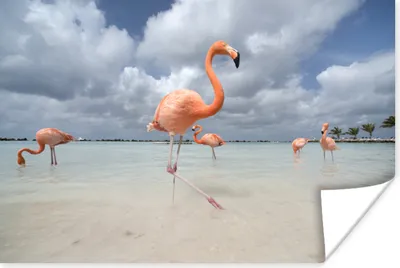 Produktbild von MuchoWow® Poster Flamingos auf einer Insel in Aruba 120x80 cm - Bilder