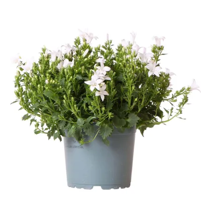 Zdjęcie produktu dla Campanula Addenda - Bellflower Purple Wielkość doniczki 12Cm - Bylina - Odporna