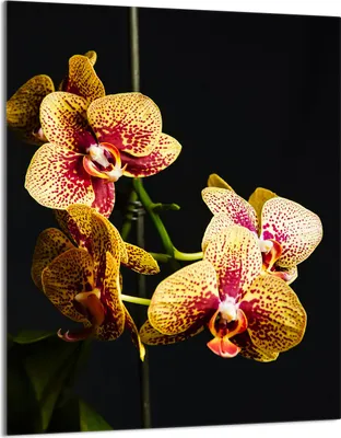 Produktbild von Glasschneidebrett 40x52 Orchidee
