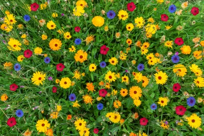 Produktbild von 3000 Samen (10 g) Sommer-Blumen-Wiesenmischung – Bienenfreundlich & Farbig – Wildblumen für Garten, Balkon & Naturflächen