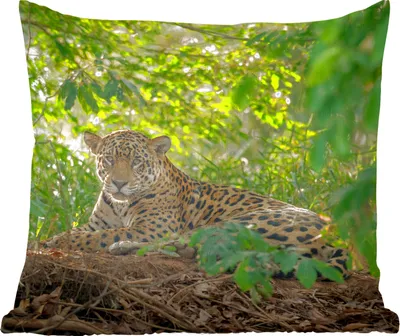 Produktbild von MuchoWow® Zierkissen Sofakissen Wohnzimmer Dekokissen 40x40 cm Jaguar im Dschungel - Foto Kissen - Schlafzimmer Dekoration