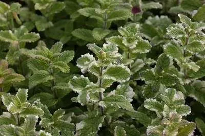 Image de 6 x Mentha rotund. 'Variegata' - Menthe - pot 9 x 9 cm