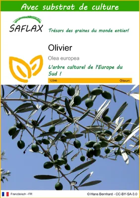 Image de SAFLAX - Olivier - 20 graines - Avec substrat - Olea