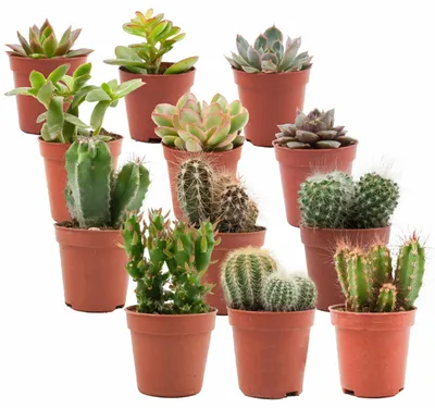 Produktbild von Zynesflora Mix mit Mini Kakteen, Sukkulenten im 5.5 cm Pflanzentopf - 12 Stück - Höhe: 5-10 cm - Zimmerpflanzen Klein Kaktus Fettpflanze Succulent Cactus Pflegeleicht