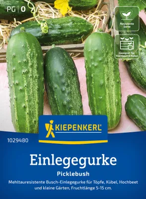 Artikelbild 2 von 'Einlegegurke Picklebush' aus der Kategorie Einlegegurkensamen