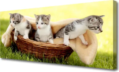 Produktbild von Tulup Leinwand-Bilder 125x50 Wandbild Canvas Kunstdruck Katzen Tiere