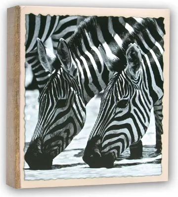 Produktbild von ZEP WILD LIFE Fotoalbum, 200 Fotos, 13 x 19 cm, Papiereinband, Tiermotiv
