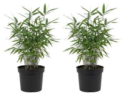 Zdjęcie produktu dla Bloomique - Zestaw 2 sztuk - Fargesia Blue - Roślina bambusowa niebieska - Nierozprzestrzeniająca się - Odporna na zimę - Roślina żywopłotowa - Wysokość 20-40 cm - Doniczka 14 cm