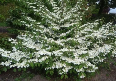 Produktbild von Japanischer Schneeball Mariesii - Etagen-Schneeball - Viburnum plicatum 60-80