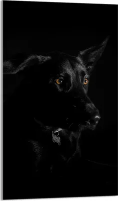 Produktbild von Herdabdeckplatte 30x52 Glaskeramikkochfeld Abdeckung Spritzschutz Glasplatte Deko Schneidebrett, Hund Schwarz