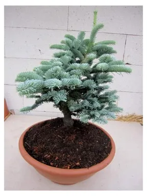 Produktbild von Silbertanne Wiesmoornixe - Edeltanne - Abies procera - 20-25