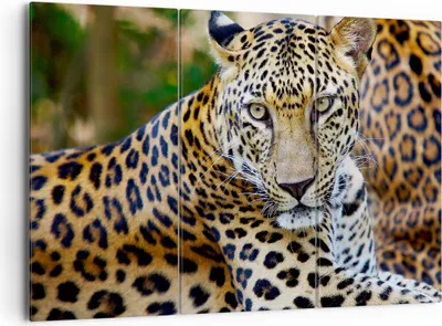 Produktbild von Bild auf Leinwand - Leinwandbild - Leopardpanther Katze Tier Savanne - 165x110cm - Wand Bild - Wanddeko - Leinwanddruck - Bilder - Kunstdruck - Leinwand bilder - Wandkunst - CE165x110-0402