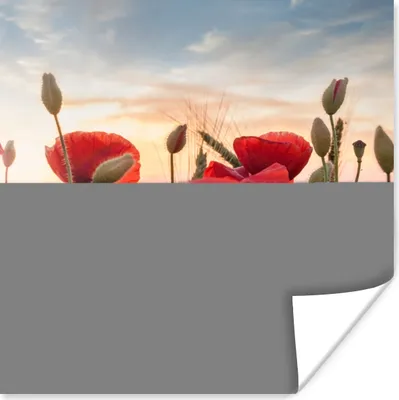 Produktbild von MuchoWow® Poster Sonnenuntergang hinter den schönen Mohnblumen 100x100 cm - Babyzimmer