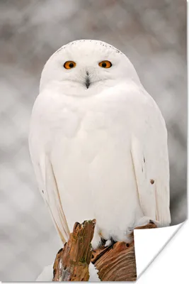 Produktbild von MuchoWow® Poster Porträt einer Schneeeule 20x30 cm - Papierdruck