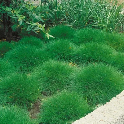 Produktbild von 6 Pflanzen Bärenfellgras, Festuca gautieri, winterhart, 9 cm Topf