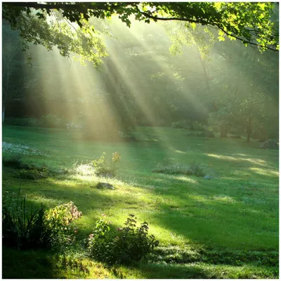 Produktbild von Wallario Premium Glasbild, freischwebende Optik, kräftige Farben, Größe 30 x 30 cm Motiv Sonnenstrahlen im Wald