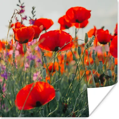 Produktbild von MuchoWow® Poster Mohn - Blumen - Rot - Lila - Wiese 75x75 cm - Wand Dekoration