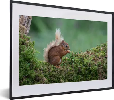 Produktbild von MuchoWow® MuchoWow® Gerahmtes Poster Waldtier - Eichhörnchen - Moos 40x30 cm - Poster mit zchwarzem Bilderrahmen - Bilderrahmen - Poster im Rahmen