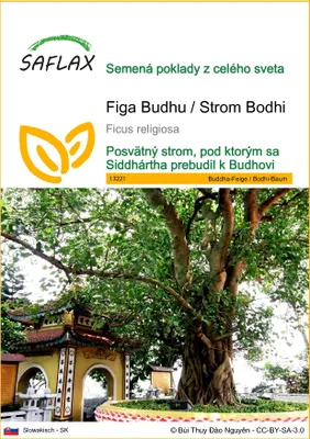 Obrázok produktu pre SAFLAX - Figa Budhu / Strom Bodhi - Ficus religiosa - 100 Semená
