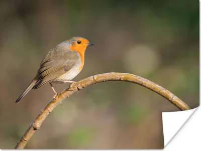 Produktbild von MuchoWow® Poster Rotkehlchen - Vogel - Natur 160x120 cm - Foto Plakat