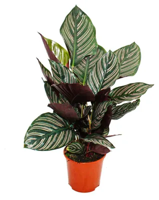 Produktbild von Schattenpflanze mit ausgefallenem Blattmuster - Calathea ornata - 14cm Topf - ca. 50cm hoch