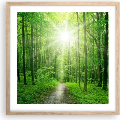 Produktbild von Gerahmtes Poster - Rahmen in heller Eiche - Sonnenstrahlen Wald Sommer - 50x50 cm - Wand Bild - Wanddeko - Wandbilder - Wandposter - Bilderrahmen - Bilder - Kunstdruck - Wandbild - P2NAC50x50-2689