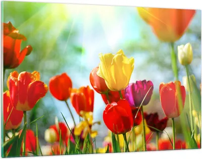 Produktbild von Bilder auf glas - Tulpe Blume Plantage Wiese - 120x80cm - Glasbilder - Wandbilder - Kunstdruck - zum Aufhängen bereit - Wanddekoration aus Glas - Glas Bilder - Wandbild auf Glas - GAA120x80-2566