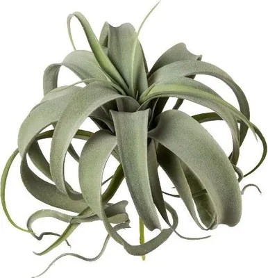 Produktbild von artplants.de Kunst Sukkulente Tillandsia xerographica TRUMSY, Steckstab, grün, 28cm, Ø25cm - Künstliche Tillandsia