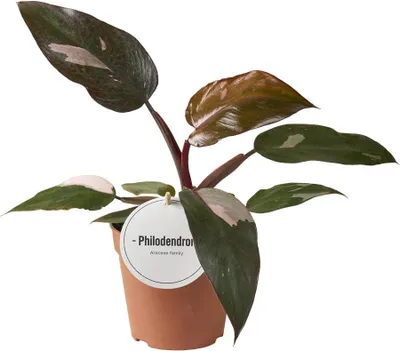 Produktbild von Philodendron Burgundy Princess – Ø12cm 25cm hoch – Exklusive Zimmerpflanze mit dunkelgrün – burgunderfarbenen Blättern