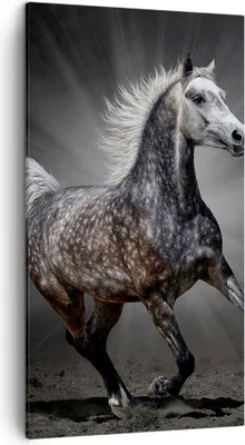 Produktbild von Bild auf Leinwand - Leinwandbild - Pferd Tier Natur - 45x80cm - Wand Bild - Wanddeko - Wandbilder - Leinwanddruck - Bilder - Kunstdruck - Wanddekoration - Leinwand bilder - Wandkunst - PA45x80-3593