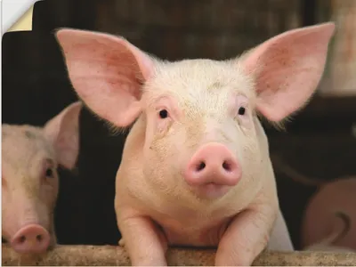 Produktbild von ARTland Wandbild, selbstklebend Vorwitziges Schwein Größe: 40x30 cm