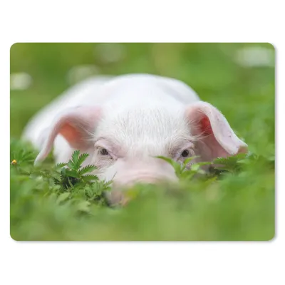 Produktbild von MuchoWow® Mauspad Mousepad Schwein - Tiere - Groß 40x30 cm - Mousepads - Maus Mat - Pad - Mausunterlage - Anti Rutsch