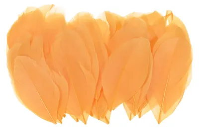100 goldene Naturfedern 40-80 mm für Basteln & Deko